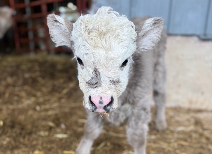 Baby gray calf standing outside the barn