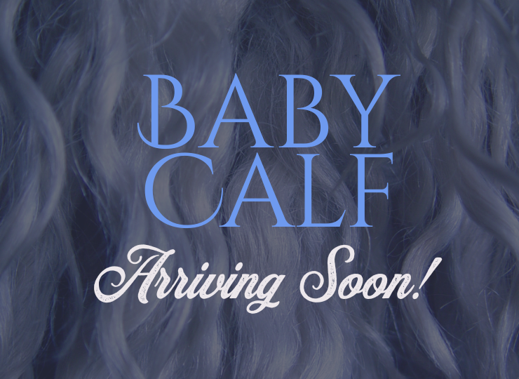 Newborn miniature cow calf resting in straw inside a barn