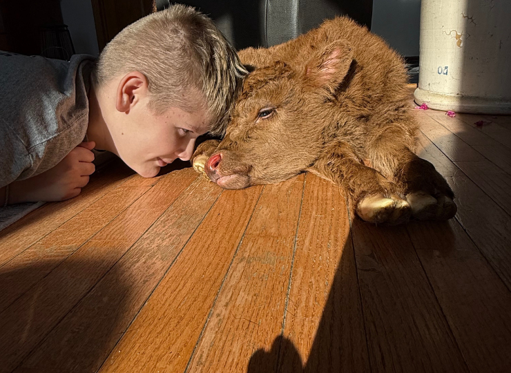 Young miniature cow standing in a barn aisle