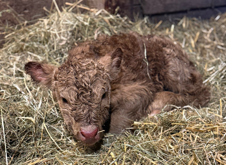 Newborn Mini/Mid Highpark calf resting in hay