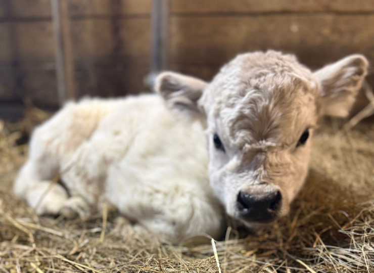 Newborn miniature cow calf resting in straw inside a barn