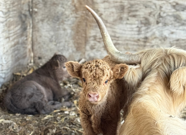 Light tan miniature cow baby with mama inside barn