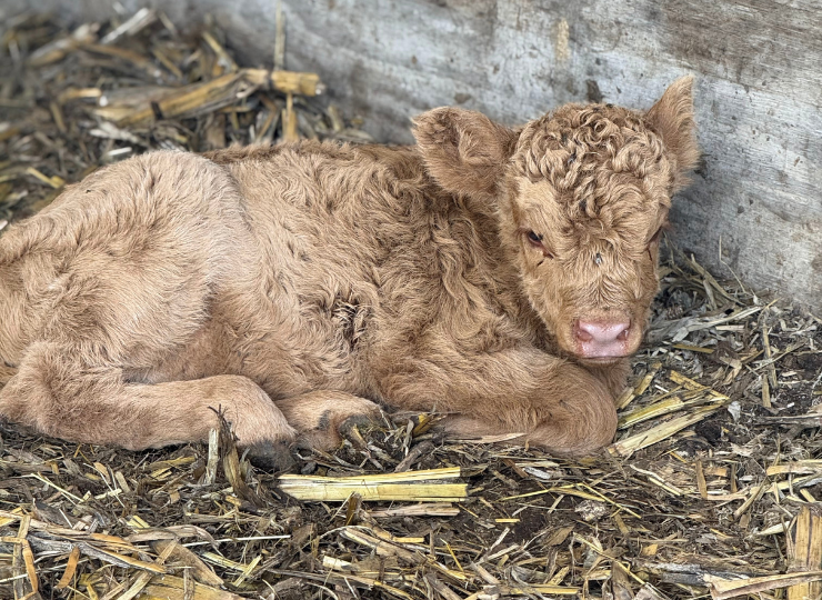 Light tan miniature cow baby lying down in a barn stall