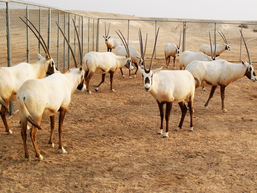https://visitqatar.com/intl-en/about-qatar/wildlife/arabian-oryx