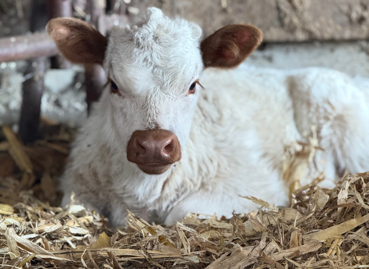 White miniature cow with brown ears resting in straw