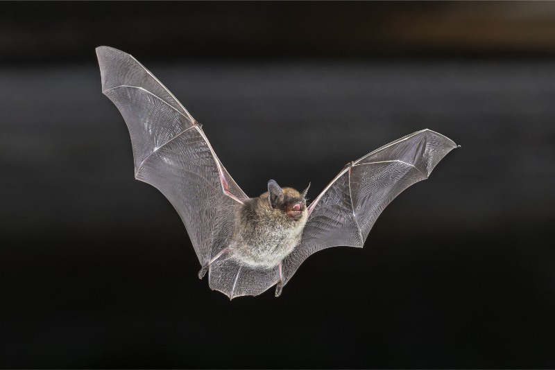 BigHeart Wildlife Removal Get Rid of Bats
