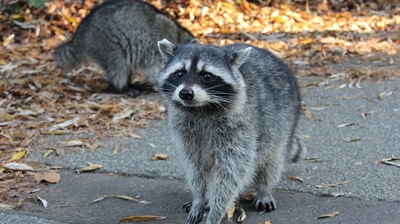 BigHeart Wildlife Removal Racoons