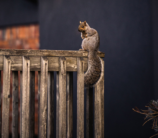 BigHeart Wildlife Removal Get Rid of Squirrels