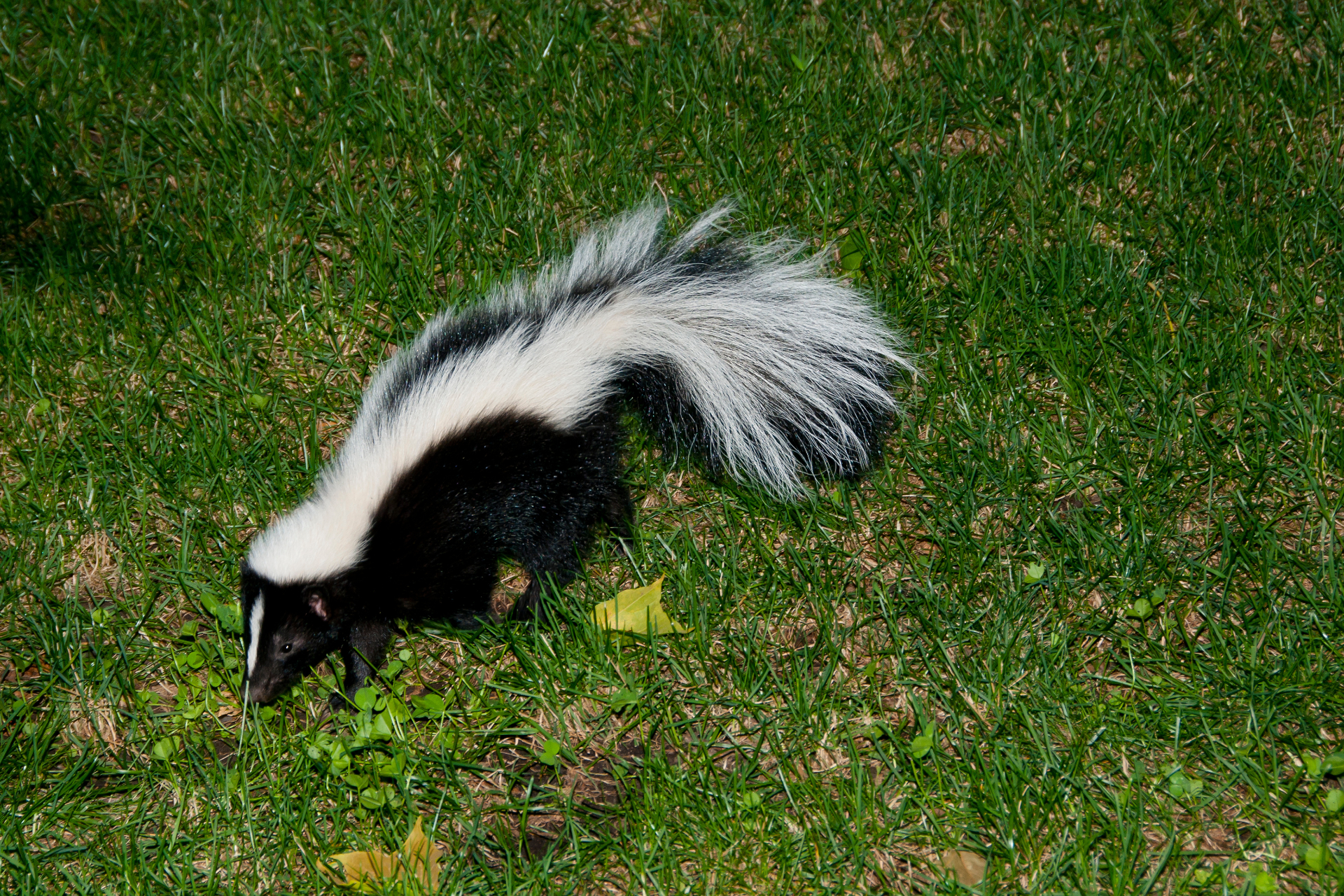 BigHeart Wildlife Removal Skunks