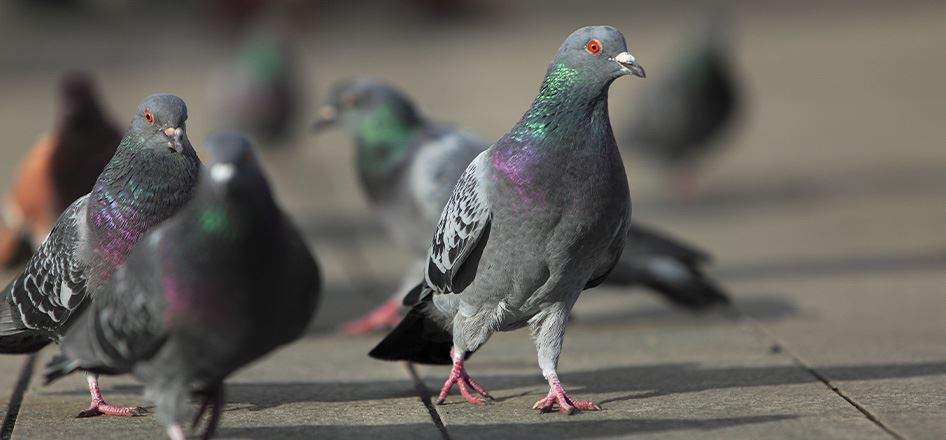 BigHeart Wildlife Removal Get Rid of Birds