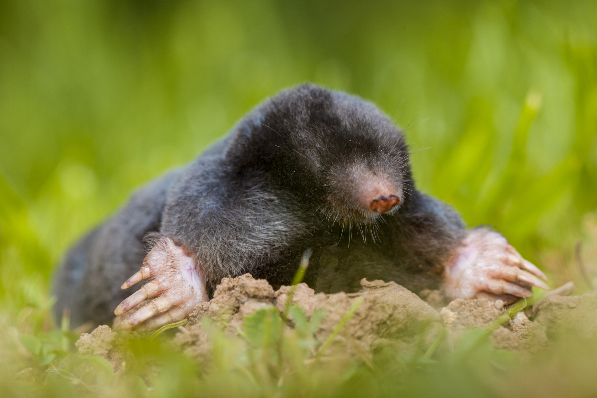 BigHeart Wildlife Removal Moles