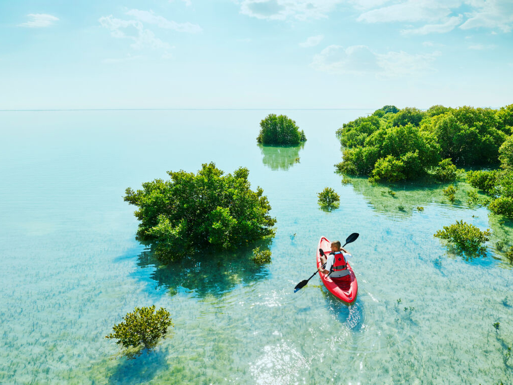 https://www.discoverqatar.qa/discover-the-mangroves-of-qatar-without-transfer/overview