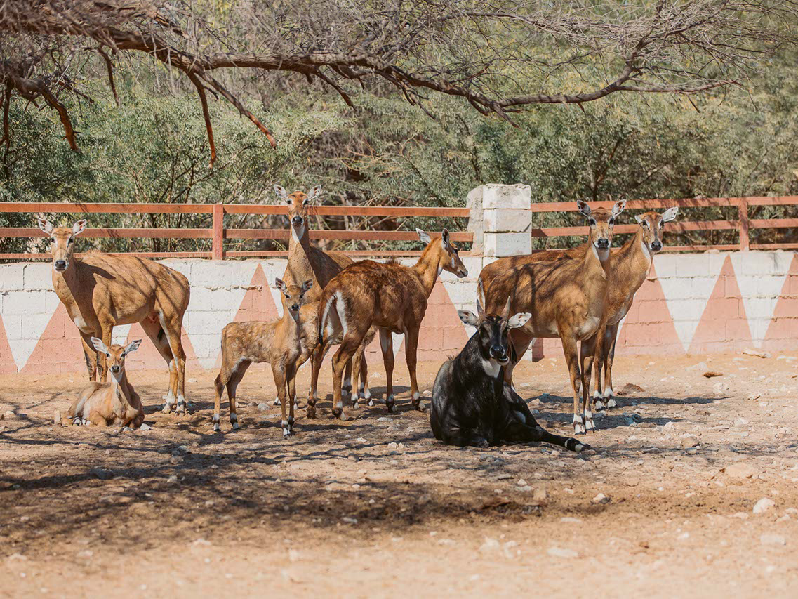 https://visitqatar.com/intl-en/highlights/iconic-places/al-dosari-zoo-and-game-reserve