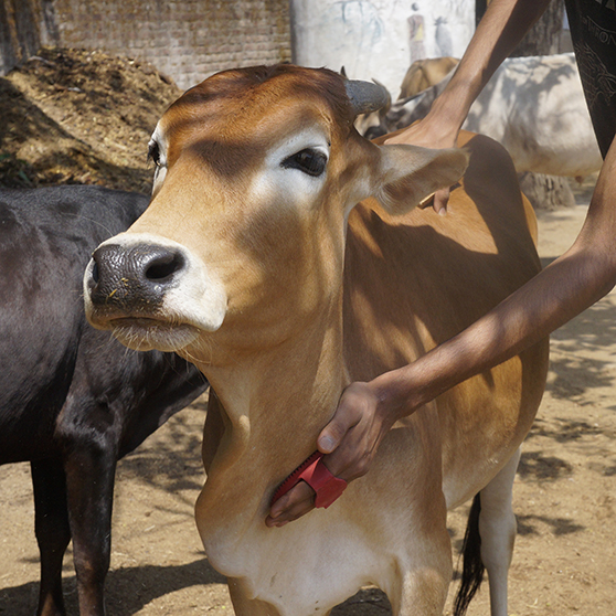 Wooly Bully (Resident)