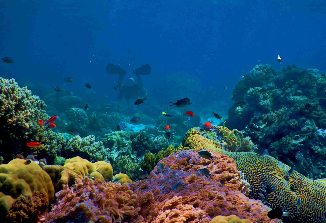 ICES and BlueMissionAA Nature Restoration Webinar: Recovery and restoration – Policy needs from science