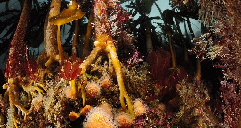 6th International Conference on Progress in Marine Conservation 2023