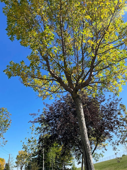 Dovercrest Dr SE Playground