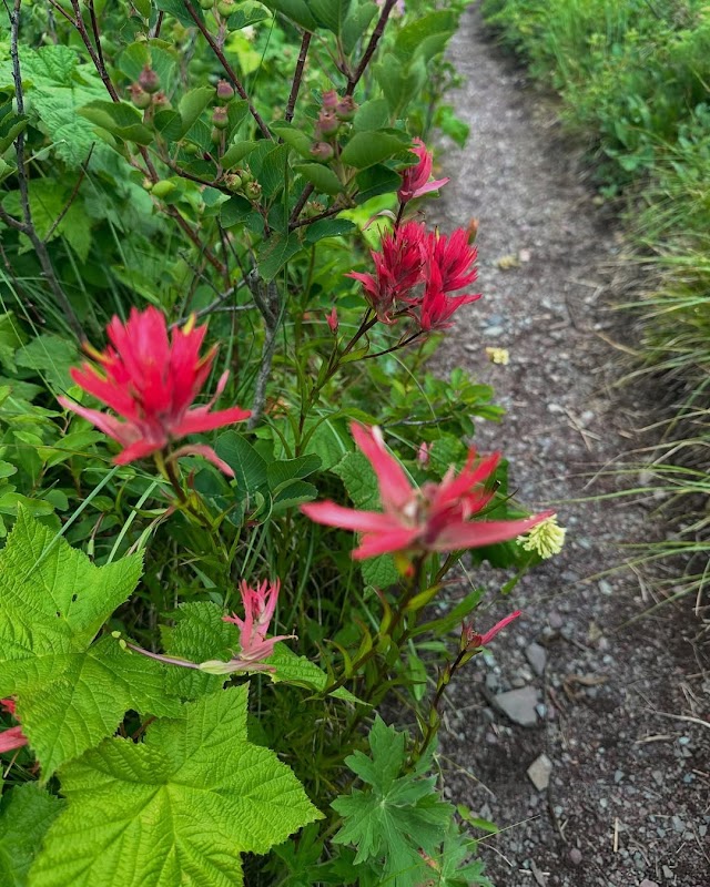 Playground, Signal Hill