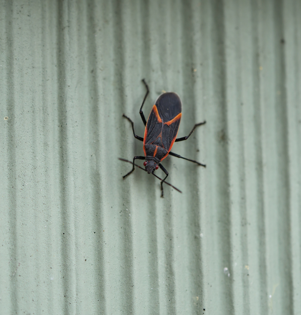 box elder bug exterminator job in Baltimore