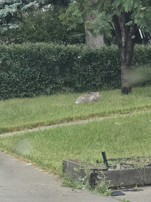 Ventura Rd NE Playground