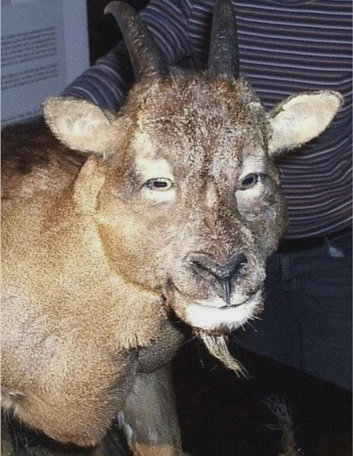 Balearic island cave goat or myotragus balearicus, that went extinct ~3000-4000BCE, is the only known species of goat to have forward facing eyes : - AI Slop Art 🎨 nominee at The Sloppies