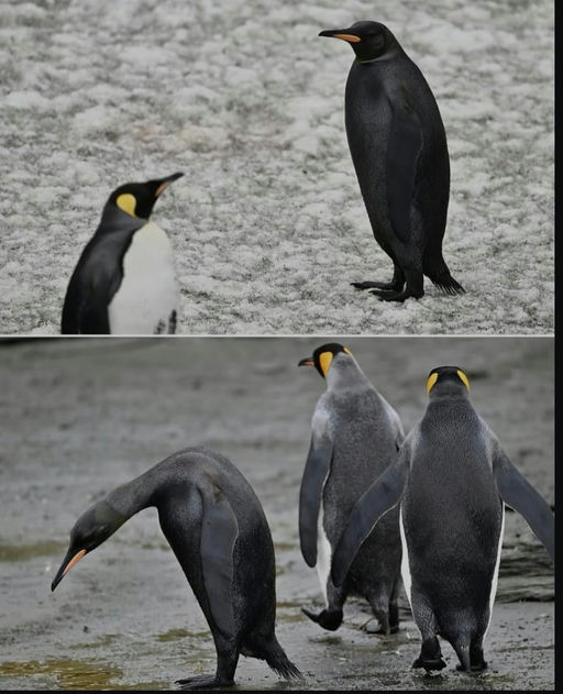 Rare Blaq Penguin - AI Slop Art 🎨 nominee at The Sloppies