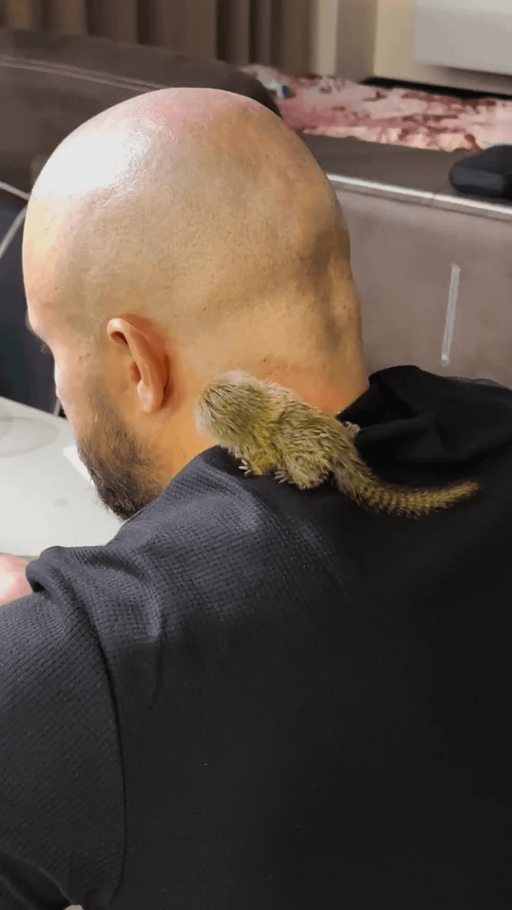 the Pygmy marmoset 

the smallest monkey in the world - AI Slop Art 🎨 nominee at The Sloppies