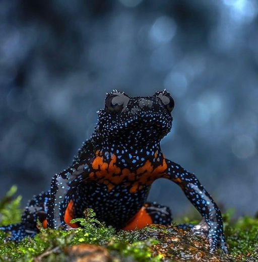 Photographer Hadlee Renjith captures the "Galaxy Frog," one of the most beautiful species on the planet. - AI Slop Art 🎨 nominee at The Sloppies