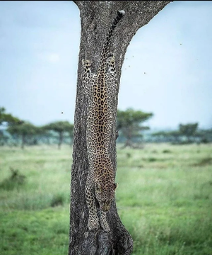 Nature’s amazing camouflage... - AI Slop Art 🎨 nominee at The Sloppies
