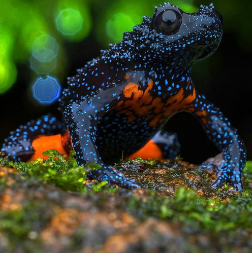 Froggy - AI Slop Art 🎨 nominee at The Sloppies