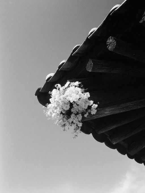 In Peace - AI Slop Art 🎨 nominee at The Sloppies