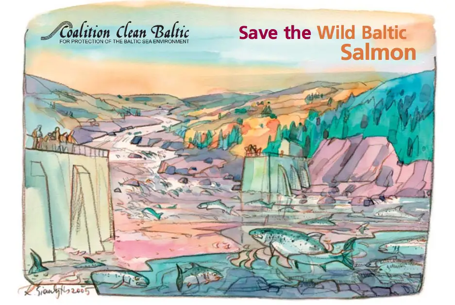 Save the Wild Baltic Salmon
