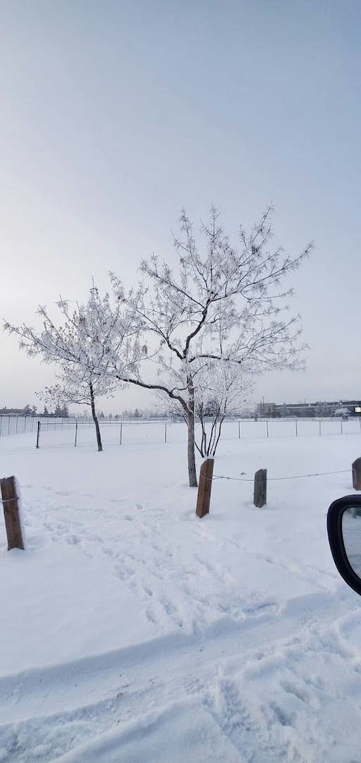 CAS Baseball Diamonds (3)