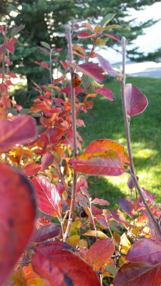 NOL Baseball Diamond