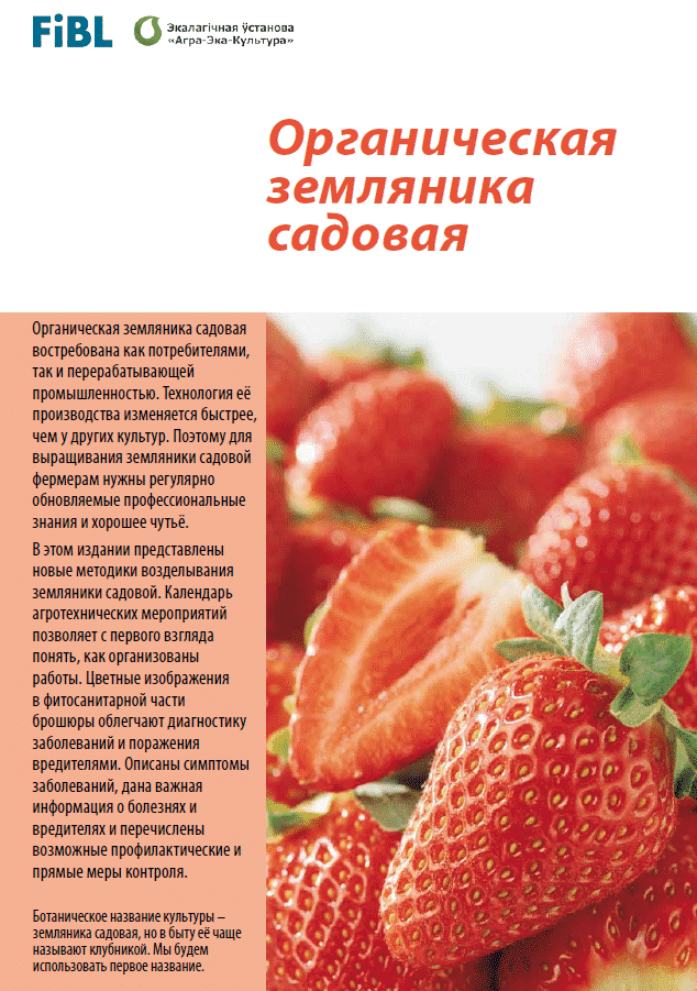 Organic strawberry