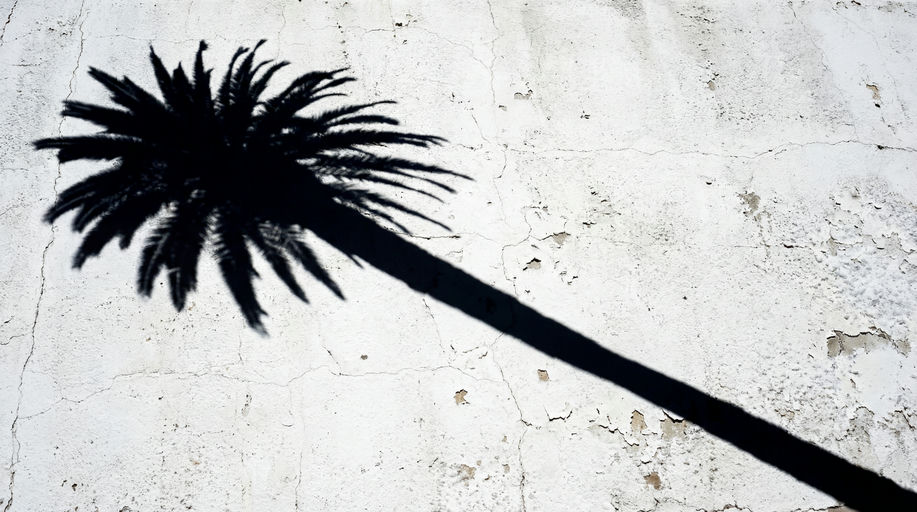 Textured Wall Palm Tree Shadow
