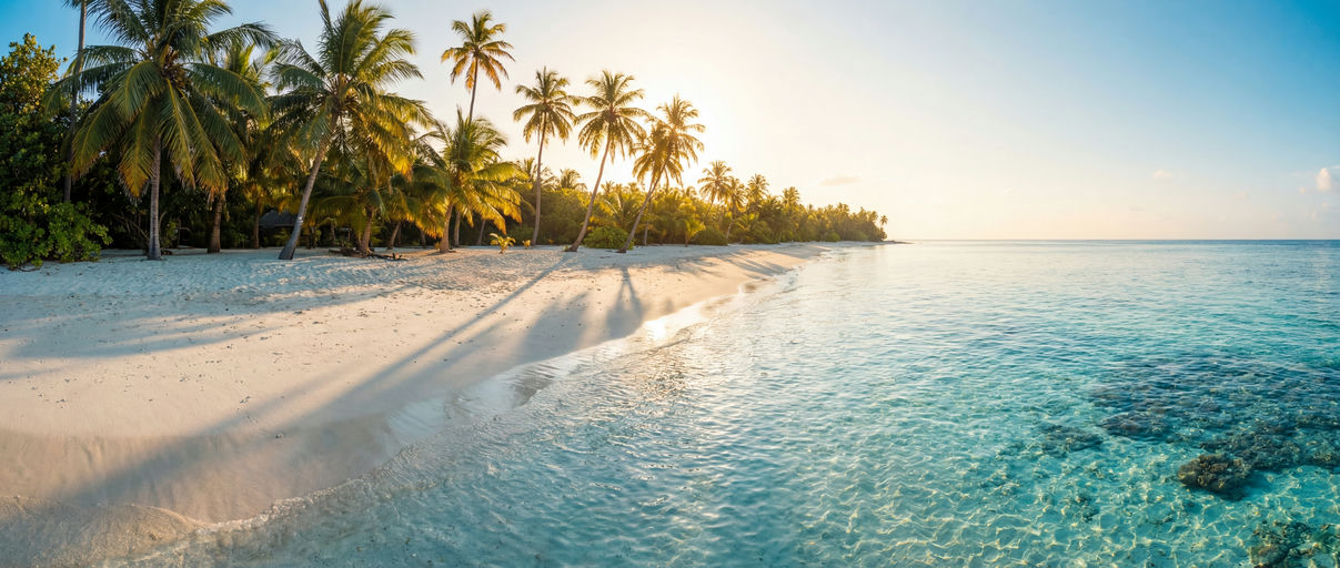 White Sand Palm Tree Beach