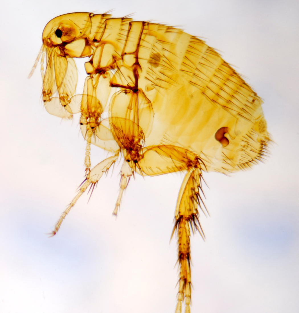 top flea exterminators in Baltimore, MD