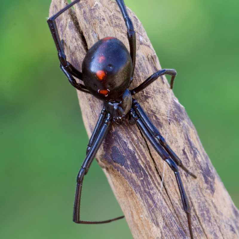 black widow spider pest control job