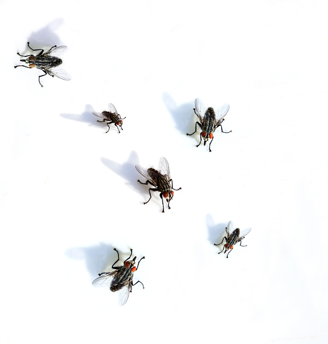 Fly infestation