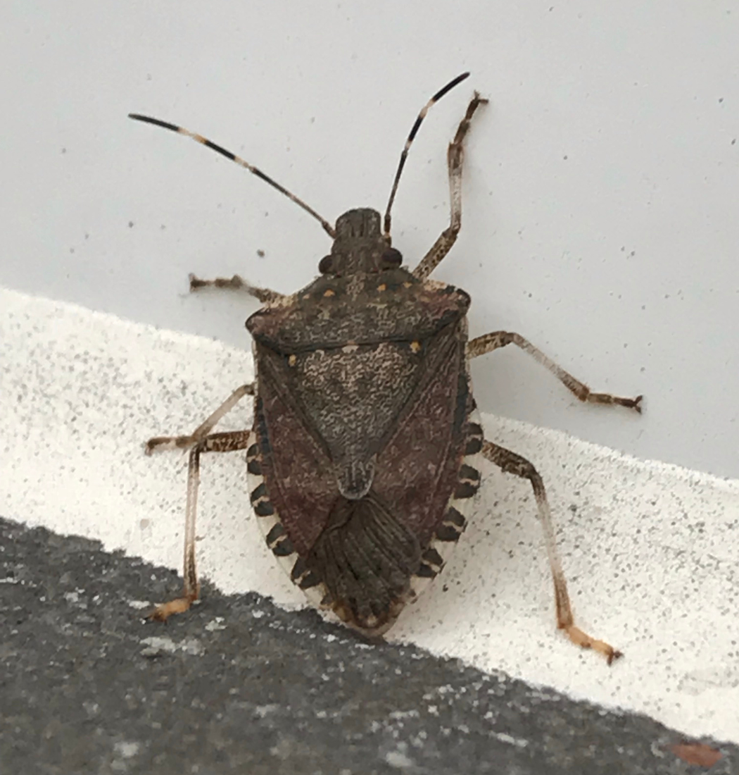stink bug pest control in the city of Baltimore