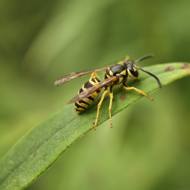 yellow jacket on a leaf in baltimore garden