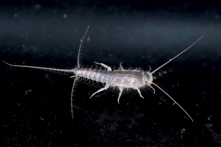 silverfish exterminator in Highlandtown