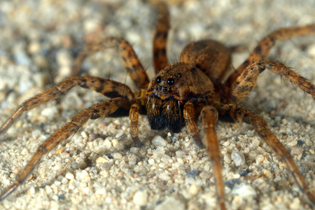 wolf spider pest control job in Hampden