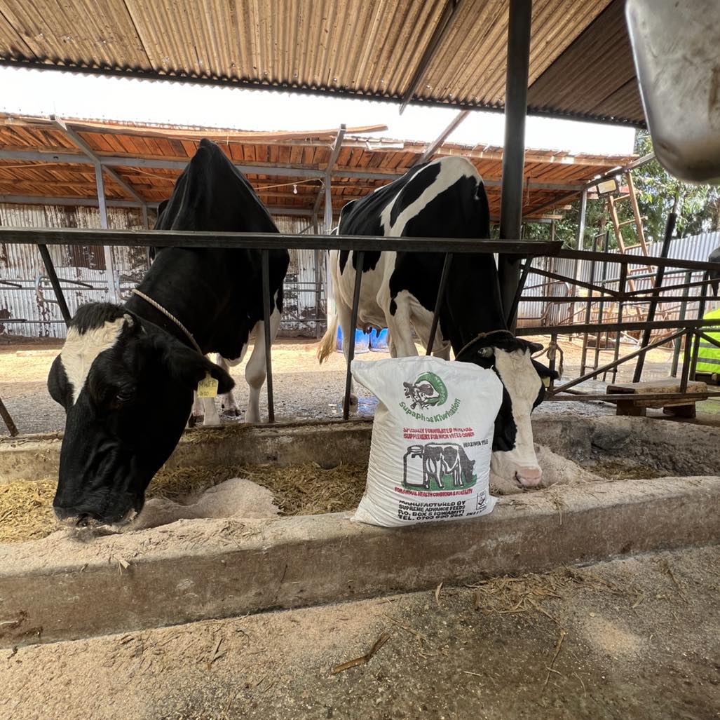 dairy farming business to provide fresh milk and create opportunities in my community