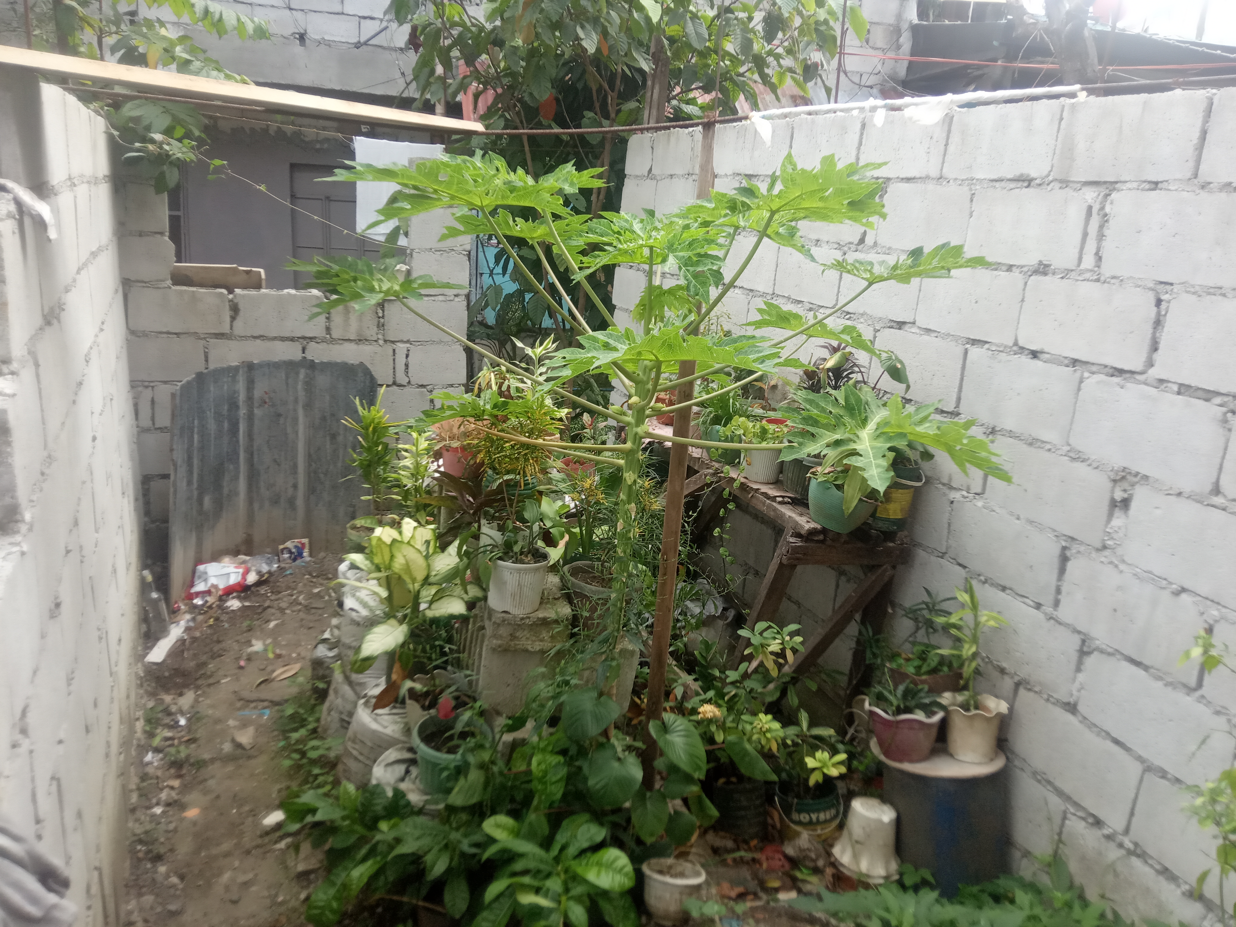 Completing a tiny home (less than 25 sqm lot) for my family