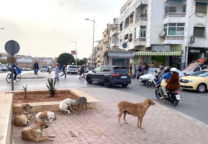 Feeding cats on the street