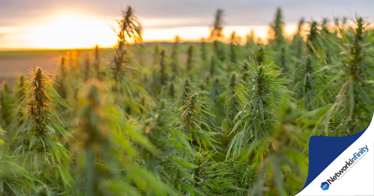 Medicinal Cannabis Cultivation Entity For Sale Limited Availability