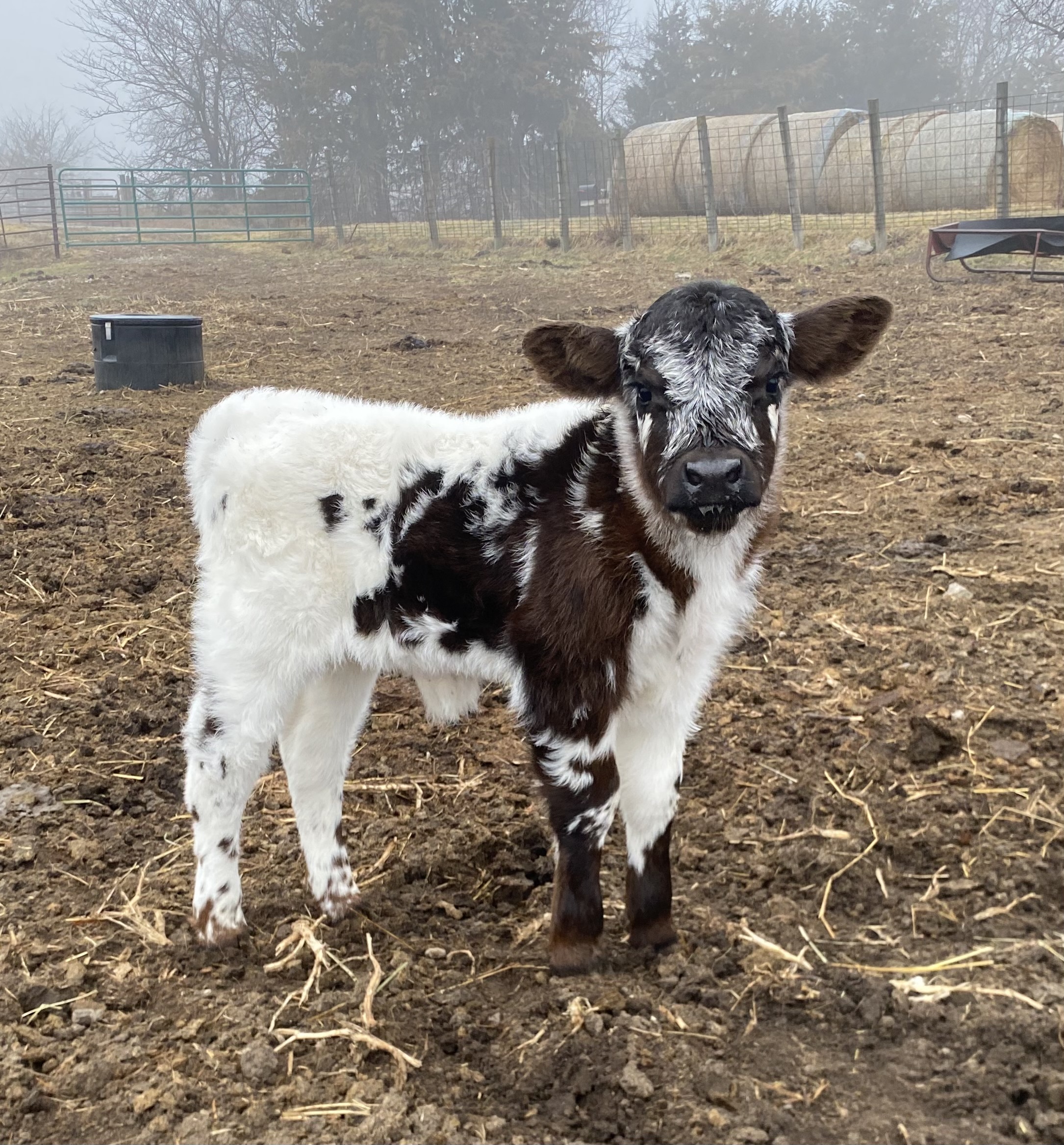 Baby calf standing looking at camera in the pasture