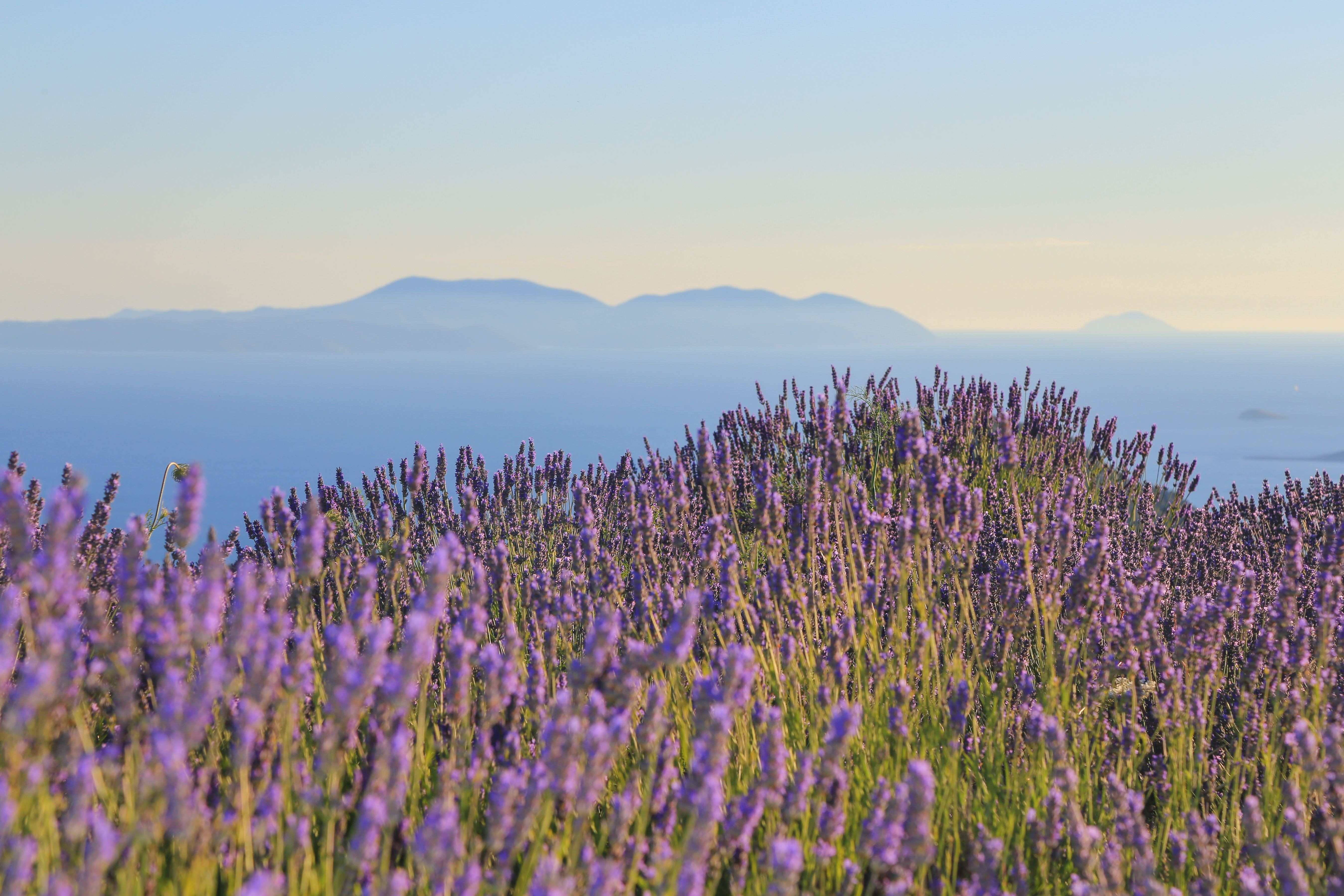 Authentic Hvar Villages, Lavender Fields and Island Life